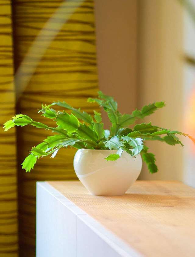 Green potted plant in white ceramic bowl on light wooden shelf with green-yellow Zimmer & Rohde curtains in background in bedroom of furnished apartment Bamberg