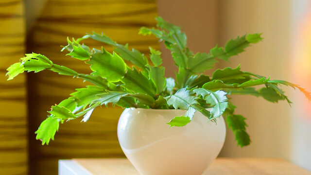Green potted plant in white ceramic bowl on light wooden shelf with green-yellow Zimmer & Rohde curtains in background in bedroom of furnished apartment Bamberg